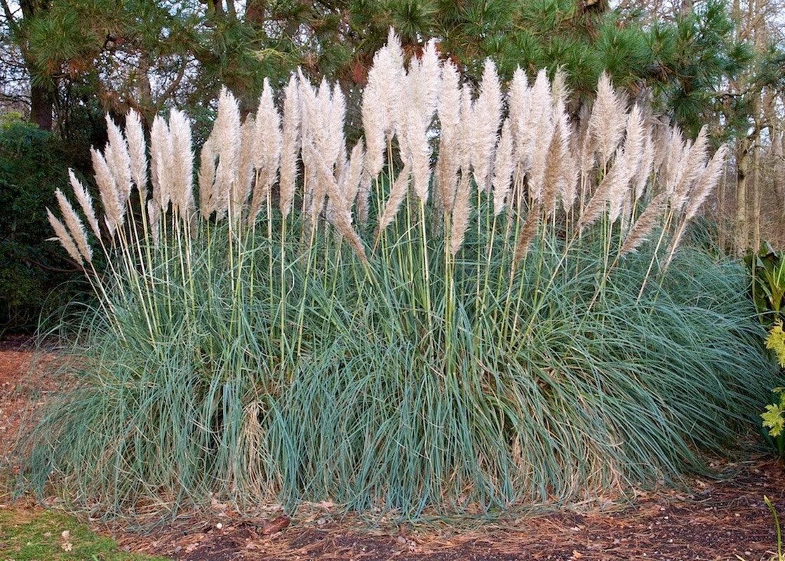 Iarba de pampas roz 1.20 - 1.70 m  Cortaderia sell.Pink Feather