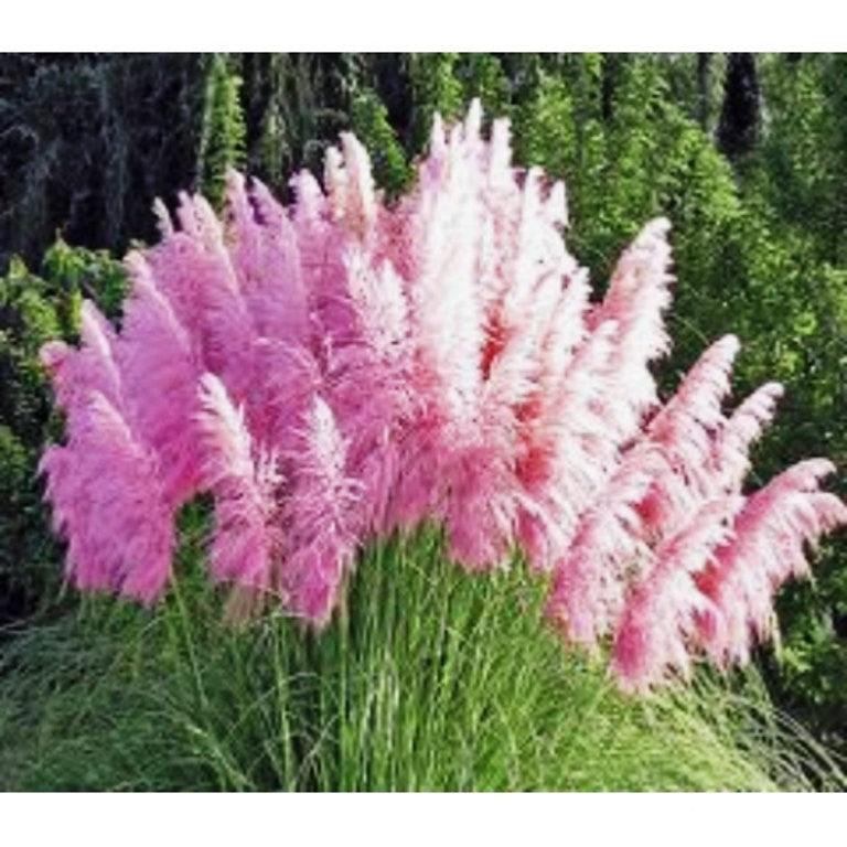 Iarba de pampas roz 1.20 - 1.70 m  Cortaderia sell.Pink Feather