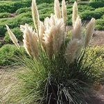 White pampas grass 1.20 m Cortaderia sell.Pumila