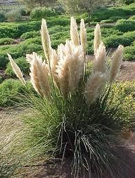 Iarba de pampas alba 1.20 m  Cortaderia sell.Pumila