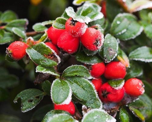 Barcoace franchetii 0.80 - 1.20 m  Cotoneaster franchetii