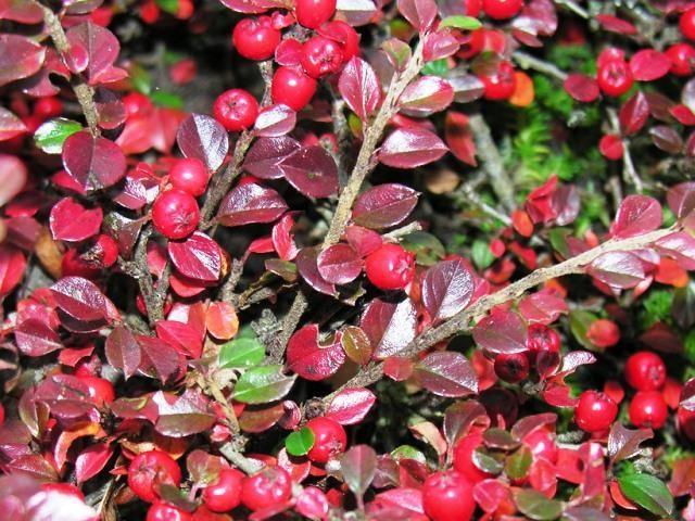 Barcoace franchetii 0.80 - 1.20 m  Cotoneaster franchetii