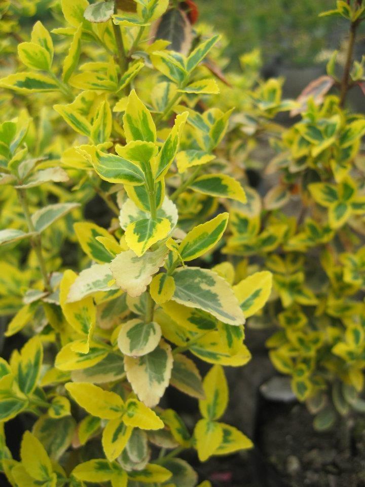 Salba aurie „Emerald Gold” 0.20 -0.40 m  Euonymus Emerald Gold"