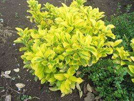 Salba aurie „Emerald Gold” 0.20 -0.40 m  Euonymus Emerald Gold"