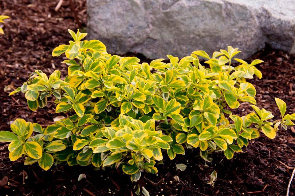 Salba aurie „Emerald Gold” 0.20 -0.40 m  Euonymus Emerald Gold"