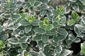 Salba japoneza „Emerald Gaiety” 0.20 - 0.40 m  Euonymus fortunei „Emerald Gaiety”