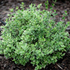 Salba japoneza „President Gauthier” 0.20 - 0.40 m  Euonymus japonicus President Gauthier"