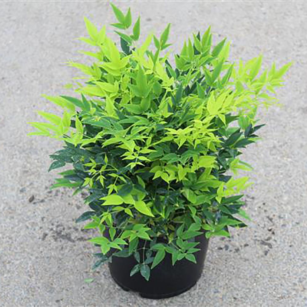 Bambus sfant  Magical " 0.40 - 0.60 m  Nandina domestica "Magical"