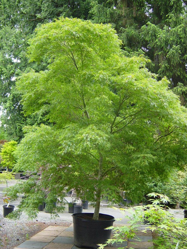 Artar japonez curgator „Seiryu 1.30 - 1.50 m  Acer palmatum dissectum „Seiryu”