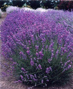 Lavanda Spicata" 0.30 - 0.40 m  Lavandula angustifolia "Spicata"