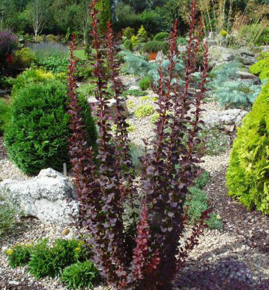 Dracila Red Rocket " 0.40 - 0.60 m Berberis thunbergii "Red Rocket "