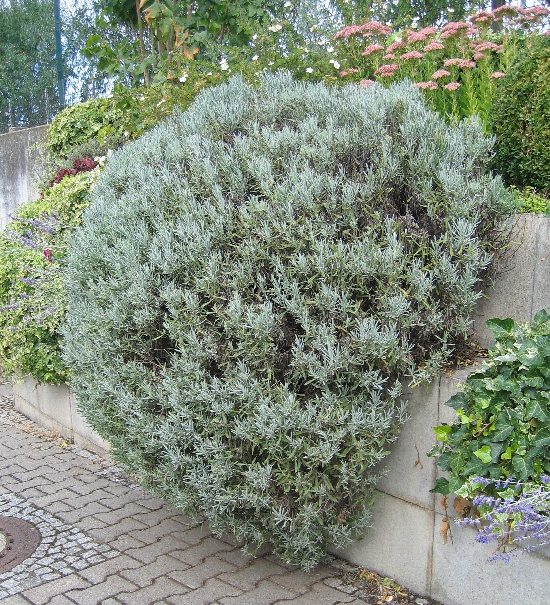 Lavanda Spicata" 0.30 - 0.40 m  Lavandula angustifolia "Spicata"