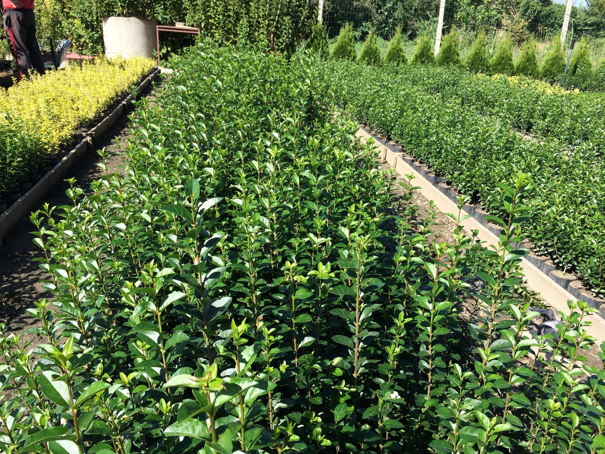 Lemn câinesc verde 0.40 - 1.00 m  Ligustrum Ovalifolium