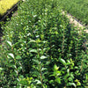 Dogwood green 0.40 - 1.00 m Ligustrum Ovalifolium