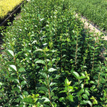Dogwood green 0.40 - 1.00 m Ligustrum Ovalifolium