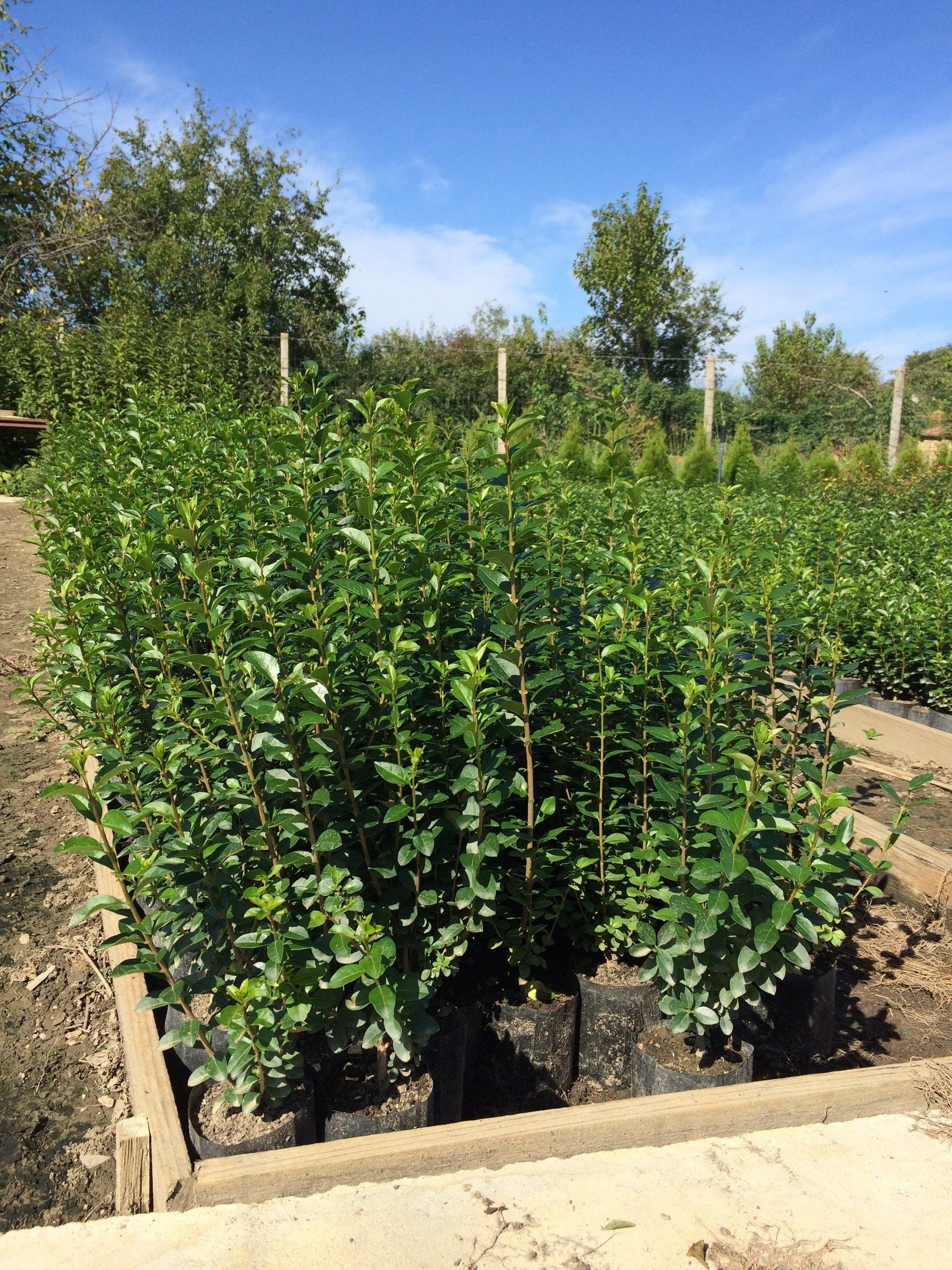 Lemn câinesc verde 0.40 - 1.00 m  Ligustrum Ovalifolium