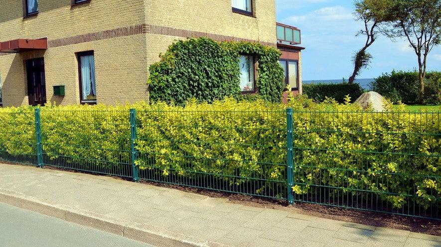 Lemn câinesc auriu 0.80 - 1.00 m  Ligustrum Ovalifolium Aureum