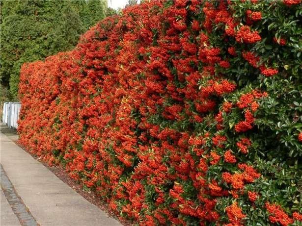 Catina ornamantala portocalieOrange Glow " 1.70 - 2.00 m  Pyracantha coccinea "Orange Glow "