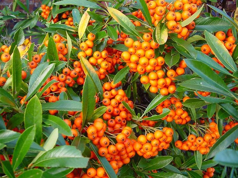 Catina ornamantala portocalieOrange Glow " 1.70 - 2.00 m  Pyracantha coccinea "Orange Glow "