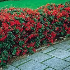 Catina ornamantala rosie Ventoux Red" 1.70 - 2.00 m  Pyracantha coccinea "Ventoux Red"