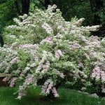 Weigela Nana Variegata" 0.60 - 1.00 m Weigela "Nana Variegata"