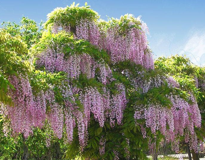 Glicina chinezească Rosea" 2.00 m   Wisteria chinensis  "Rosea"