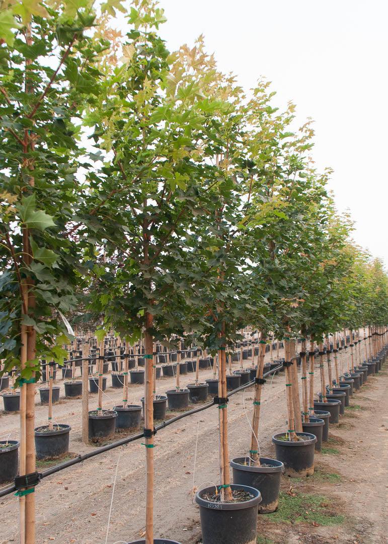 Maple Pacific Sunset" 3.00 - 4.00 m Acer "Warrenred" Pacific Sunset