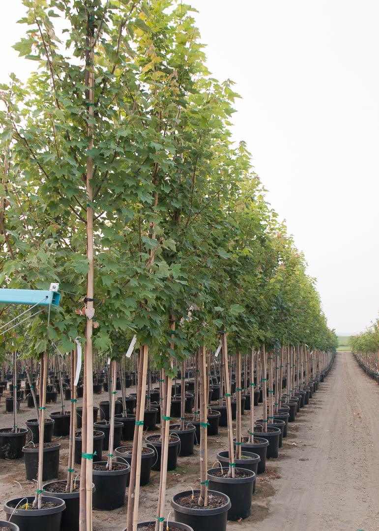 Red maple "Brandywine" 2.50 - 3.50 m Acer rubrum "Brandywine"