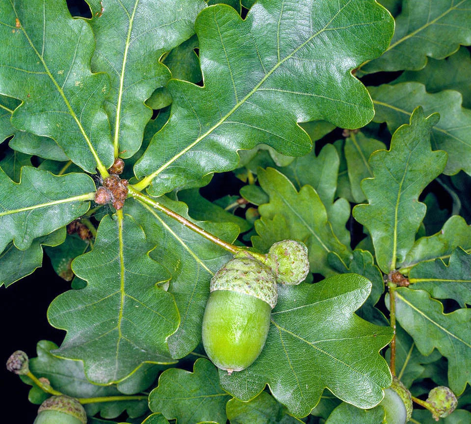 Stejar pedunculat 3.00 - 4.00 m  Quercus robur