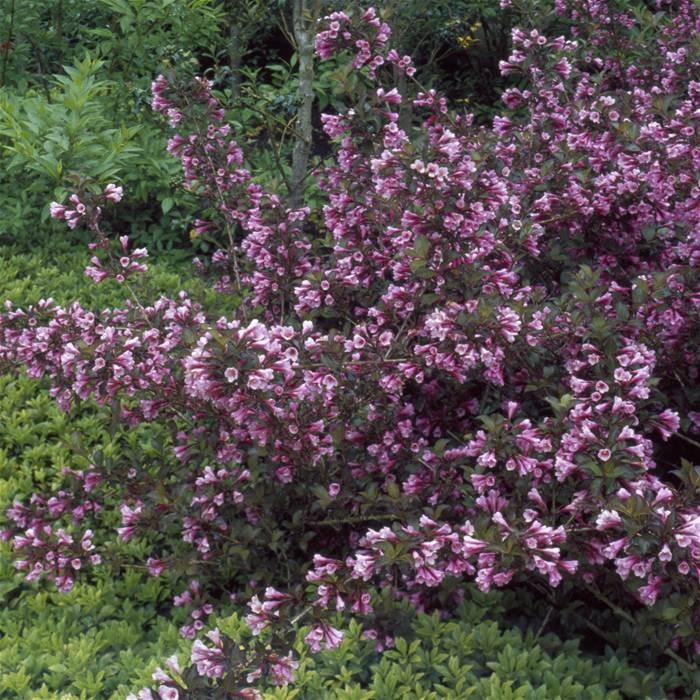 Weigela Purpurea" 0.80 - 1.00 m  Weigela florida "Purpurea"