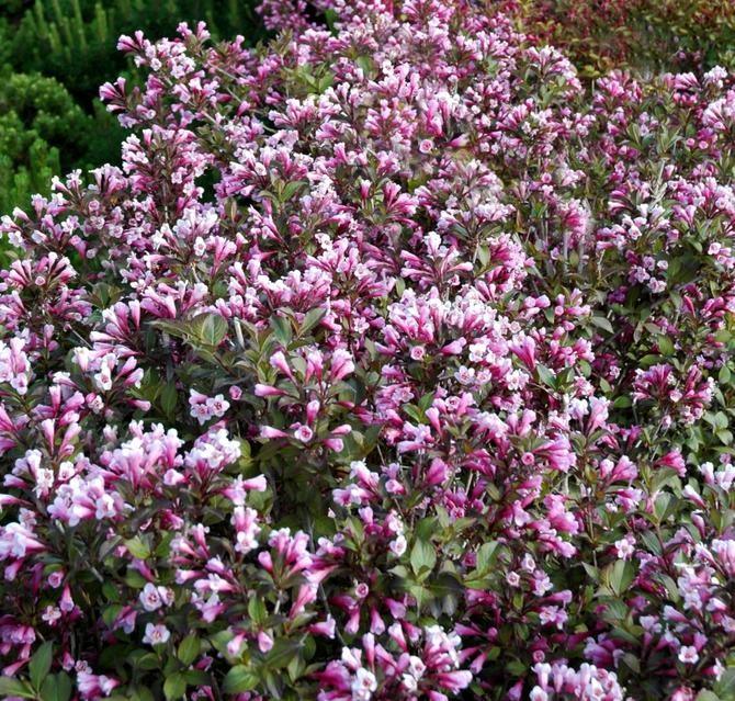 Weigela Purpurea" 0.80 - 1.00 m  Weigela florida "Purpurea"