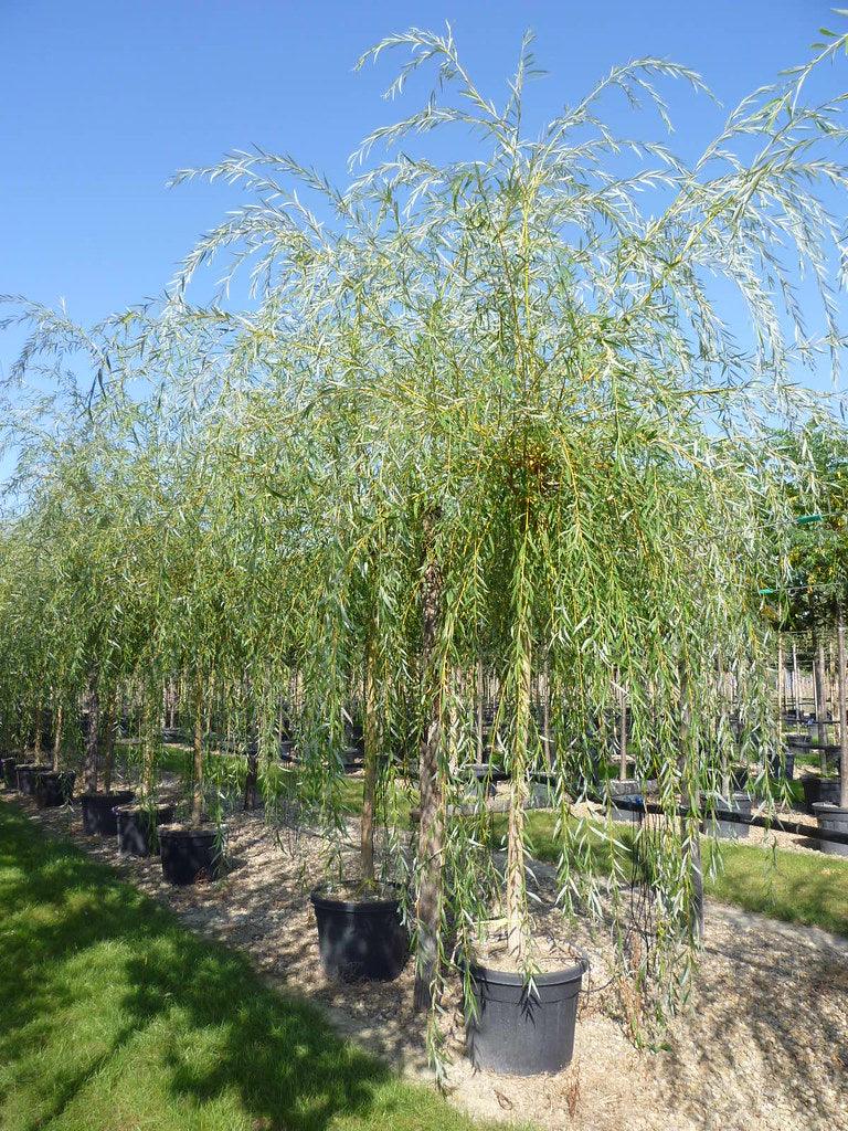 Salcie plangatoare Aurea" 2.50 - 3.50 m  Salix babylonica "Aurea"