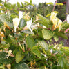 Lonicera Aureoreticulata" 1.00 - 1.50 m Lonicera japonica "Aureoreticulata"