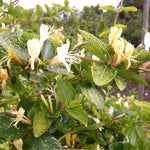 Lonicera Aureoreticulata" 1.00 - 1.50 m Lonicera japonica "Aureoreticulata"