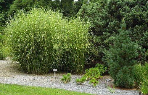 Iarba elefantului Strictus" 1.00 - 1.50 m  Miscanthus sinensis "Strictus"