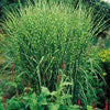 Elephant grass Strictus" 1.00 - 1.50 m Miscanthus sinensis "Strictus"