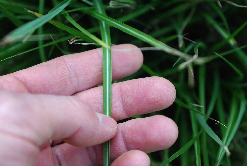 Iarba elefantului Adagio" 1.00 - 1.50 m  Miscanthus sinensis "Adagio"