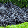 Black Dragon" 0.10 - 0.20 m Ophiopogon "Black Dragon"