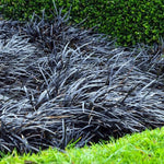 Black Dragon" 0.10 - 0.20 m Ophiopogon "Black Dragon"