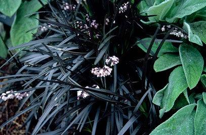 Iarba neagra Black Dragon" 0.10 - 0.20 m  Ophiopogon "Black Dragon"