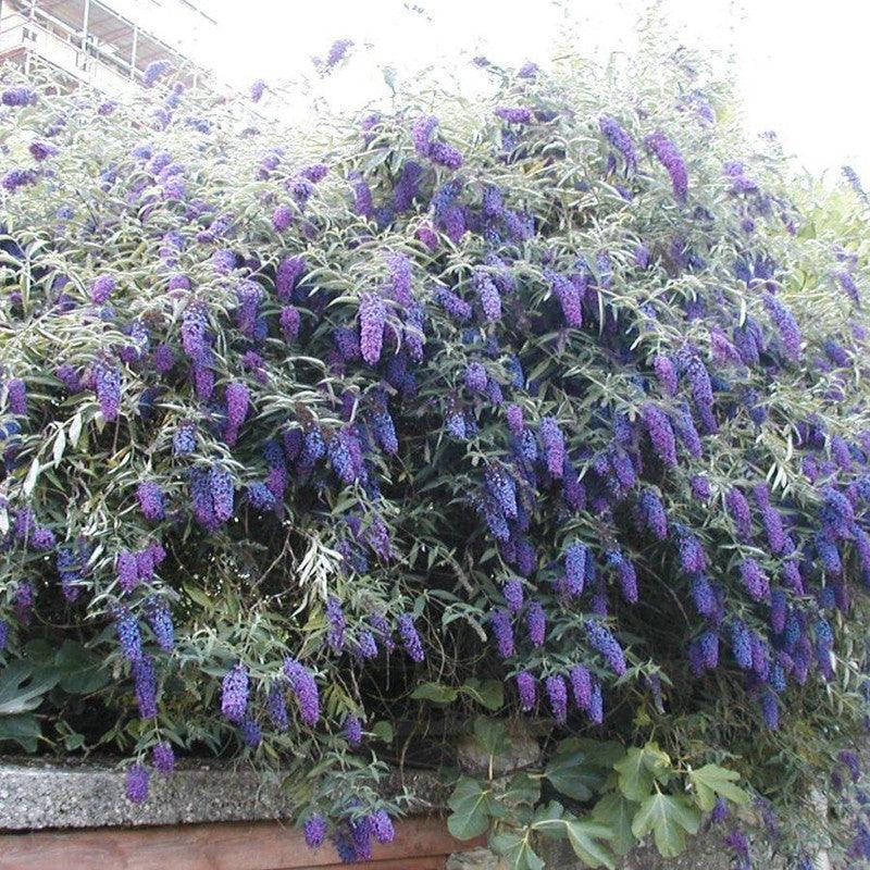 Liliac de vara Black Knight" 0.60 - 1.20 m  Buddleja davidii "Black Knight"