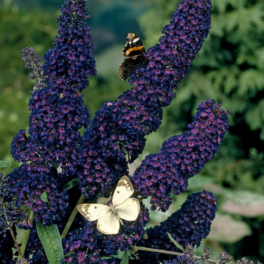 Liliac de vara Black Knight" 0.60 - 1.20 m  Buddleja davidii "Black Knight"