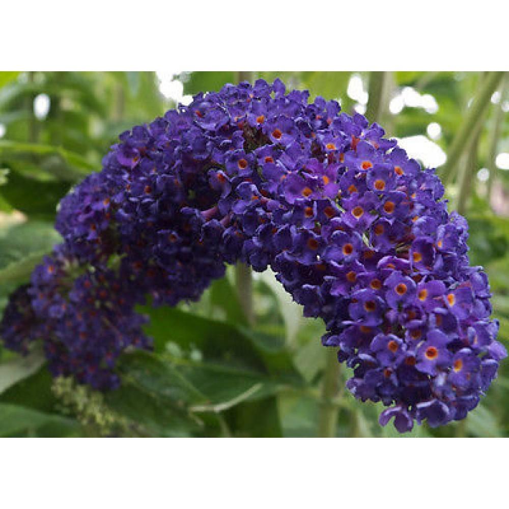 Liliac de vara Black Knight" 0.60 - 1.20 m  Buddleja davidii "Black Knight"