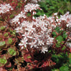Murale grass" 0.10 - 0.20 m Sedum album "Murale"