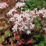 Murale grass" 0.10 - 0.20 m Sedum album "Murale"