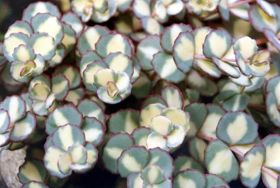 Iarba grasa 0.10 - 0.20 m  Sedum sieboldii Mediovariegatum"