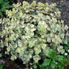 Grass grass 0.10 - 0.20 m Sedum sieboldii Mediovariegatum"