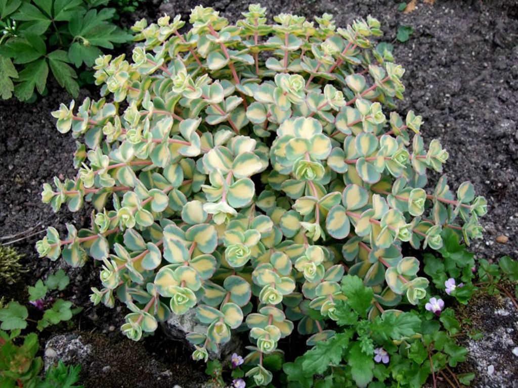 Iarba grasa 0.10 - 0.20 m  Sedum sieboldii Mediovariegatum"