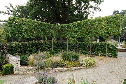 Photinia Red Robin" palier 2.50 - 3.00 m   Photinia serrulata "Red Robin"