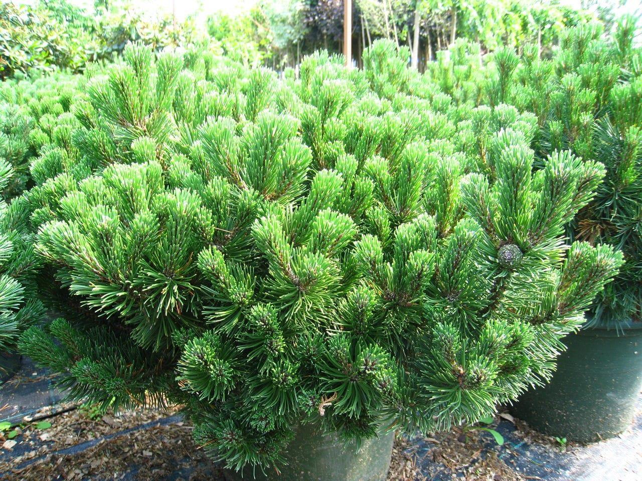 Pin pitic Gnom" 0.50 m - 0.80 m  Pinus mugo "Gnom"